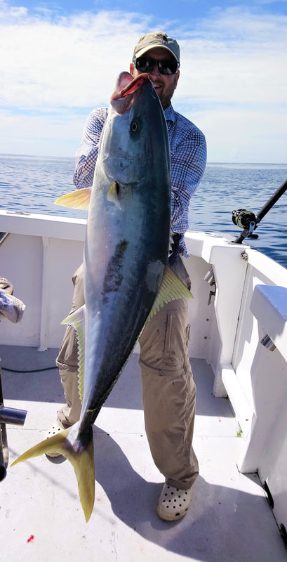 Picture of biggest kingfish caught livebaiting